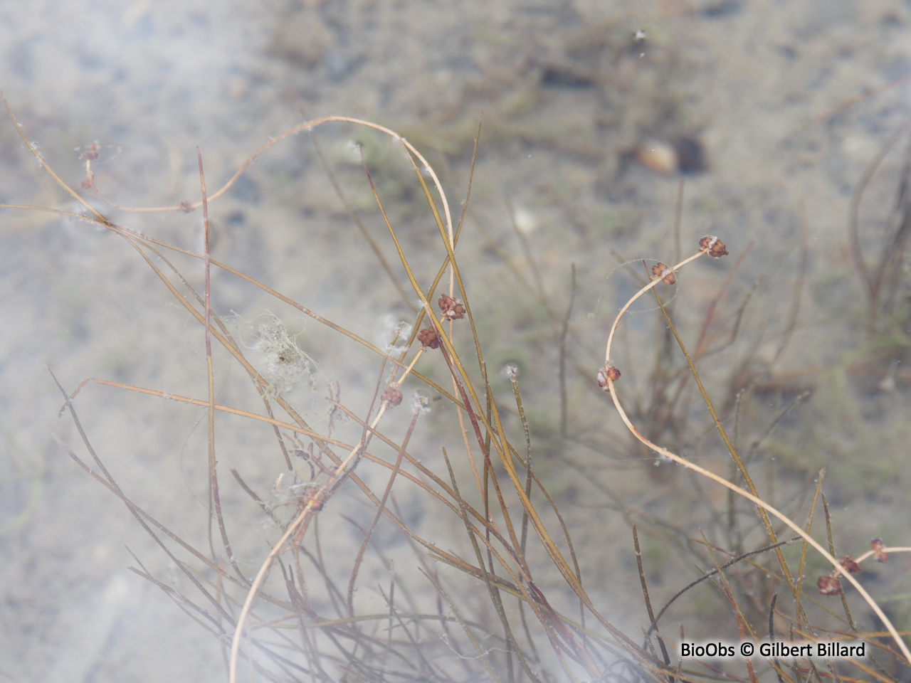 Stuckenie filiforme - Stuckenia filiformis - Gilbert Billard - BioObs