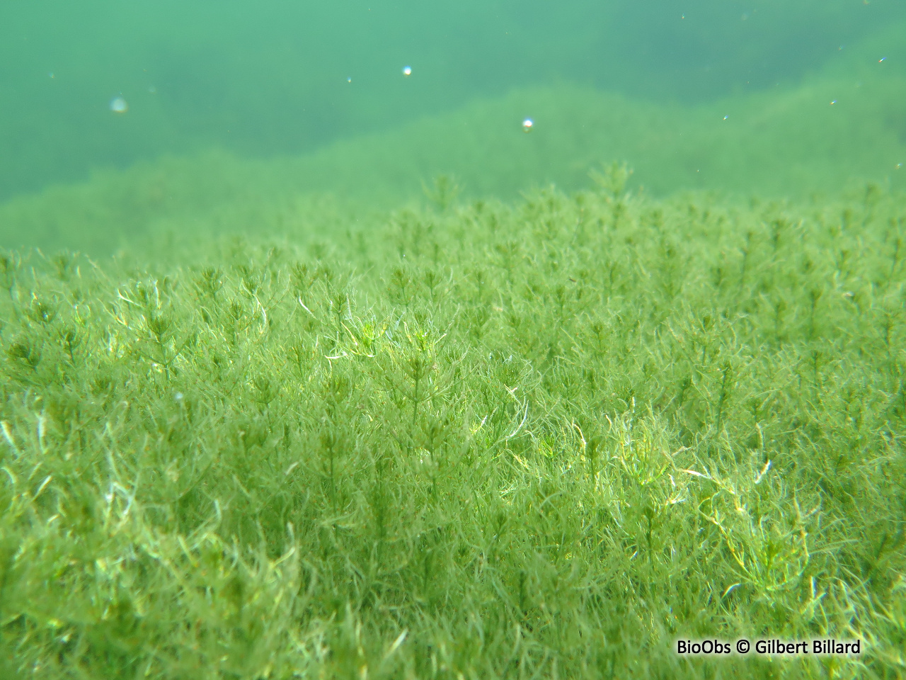 Characée commune - Chara vulgaris - Gilbert Billard - BioObs