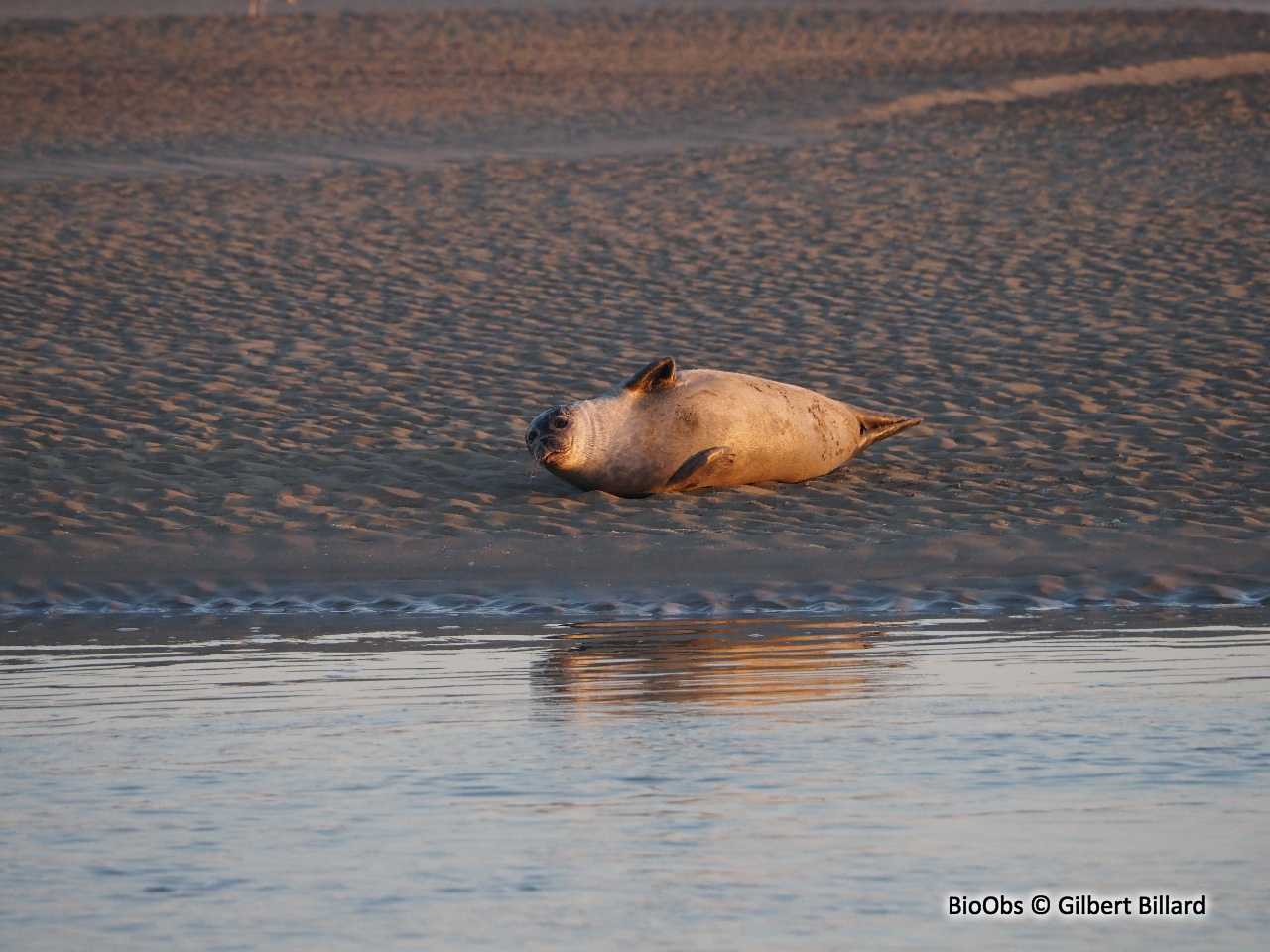 Phoque commun - Phoca vitulina - Gilbert Billard - BioObs
