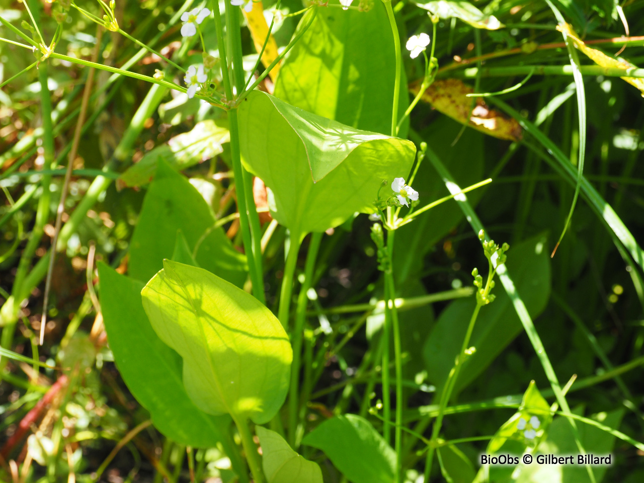 Grand plantain d'eau - Alisma plantago-aquatica - Gilbert Billard - BioObs