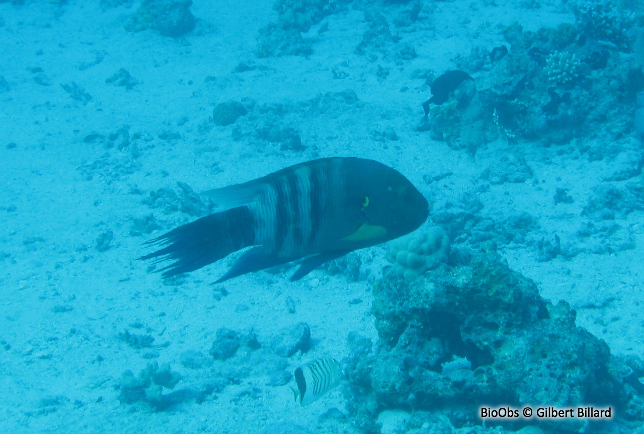 Labre à frange - Cheilinus lunulatus - Gilbert Billard - BioObs