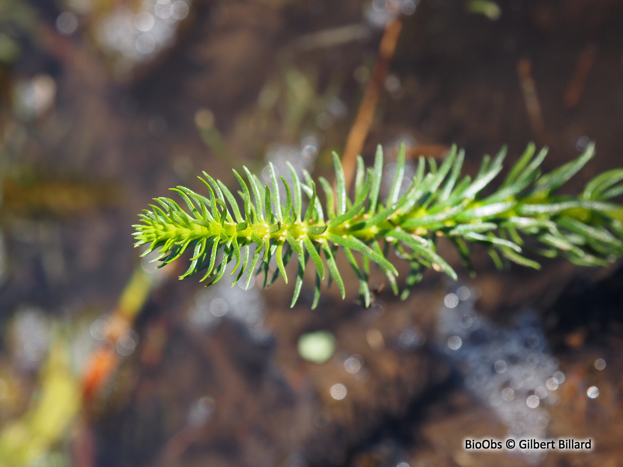 Pesse - Hippuris vulgaris - Gilbert Billard - BioObs