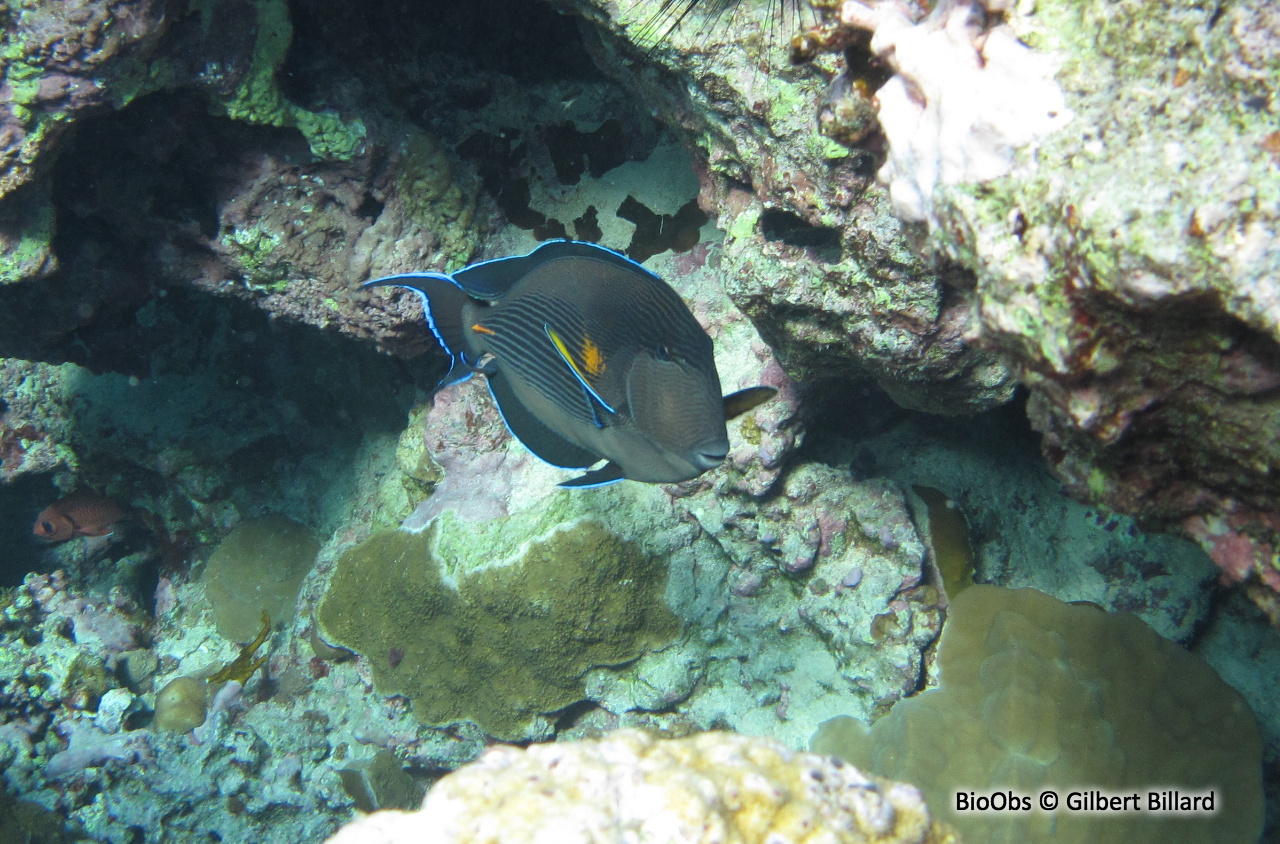 Chirurgien zébré - Acanthurus sohal - Gilbert Billard - BioObs
