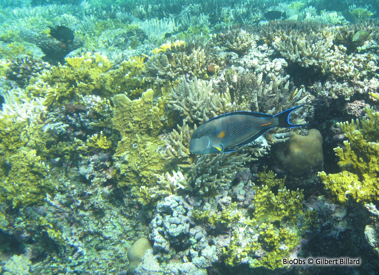 Chirurgien zébré - Acanthurus sohal - Gilbert Billard - BioObs