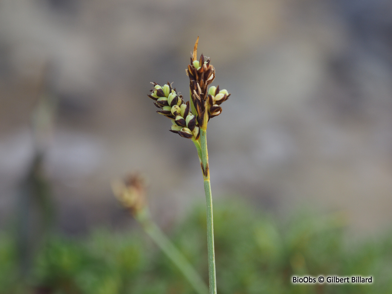 Laîche bicolore - Carex bicolor - Gilbert Billard - BioObs