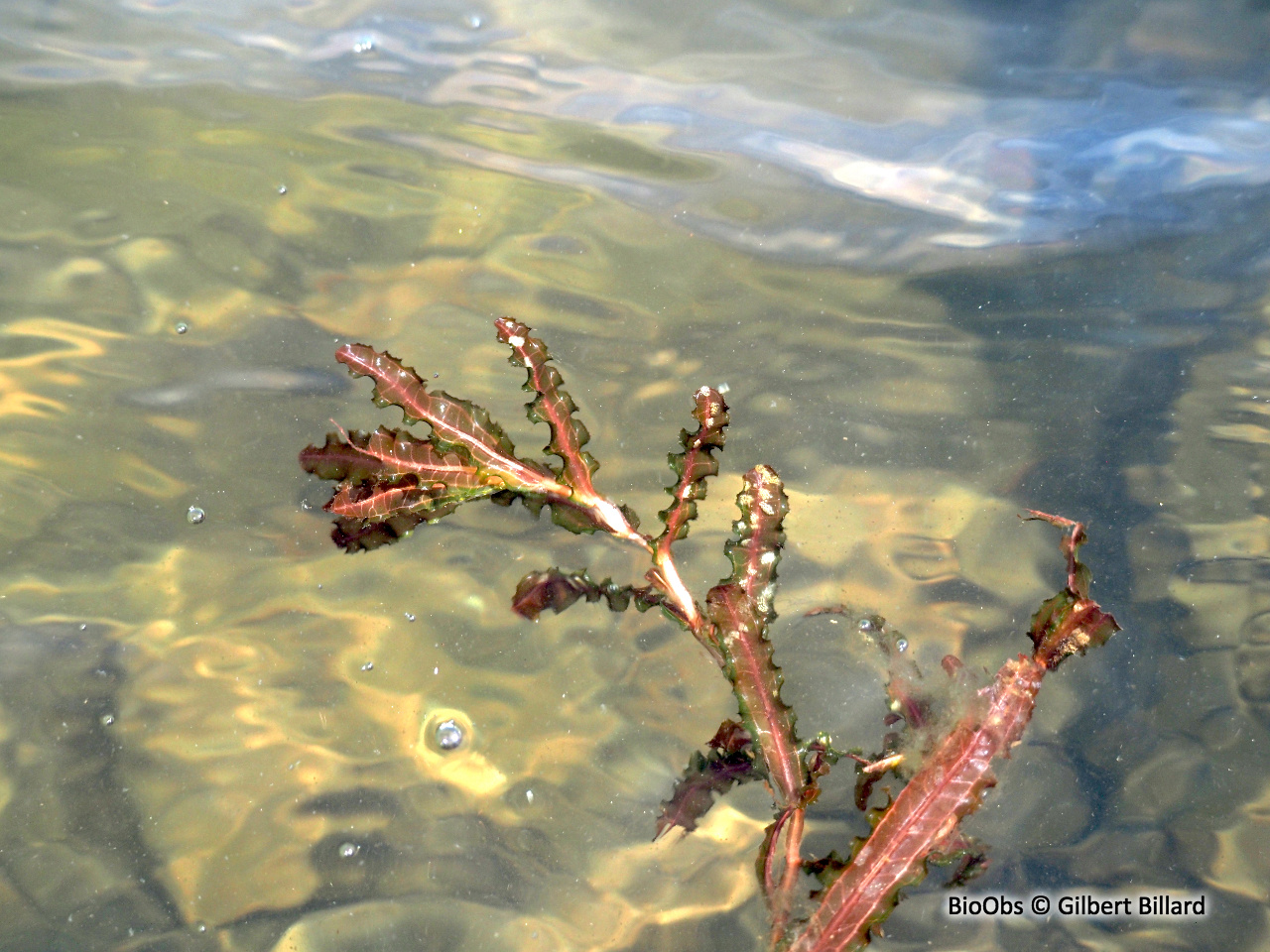 Potamot crépu - Potamogeton crispus - Gilbert Billard - BioObs