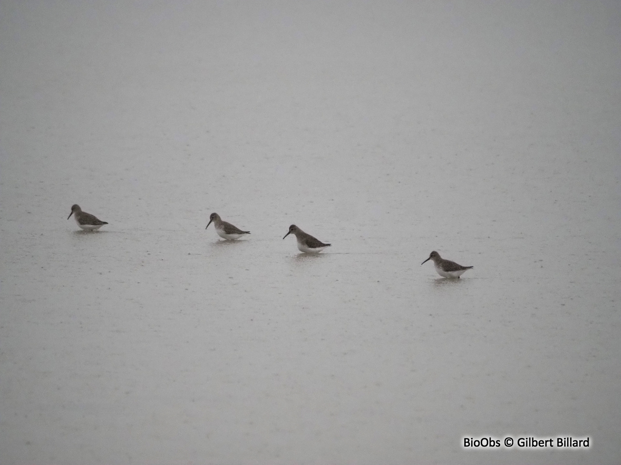 Bécasseau variable - Calidris alpina - Gilbert Billard - BioObs