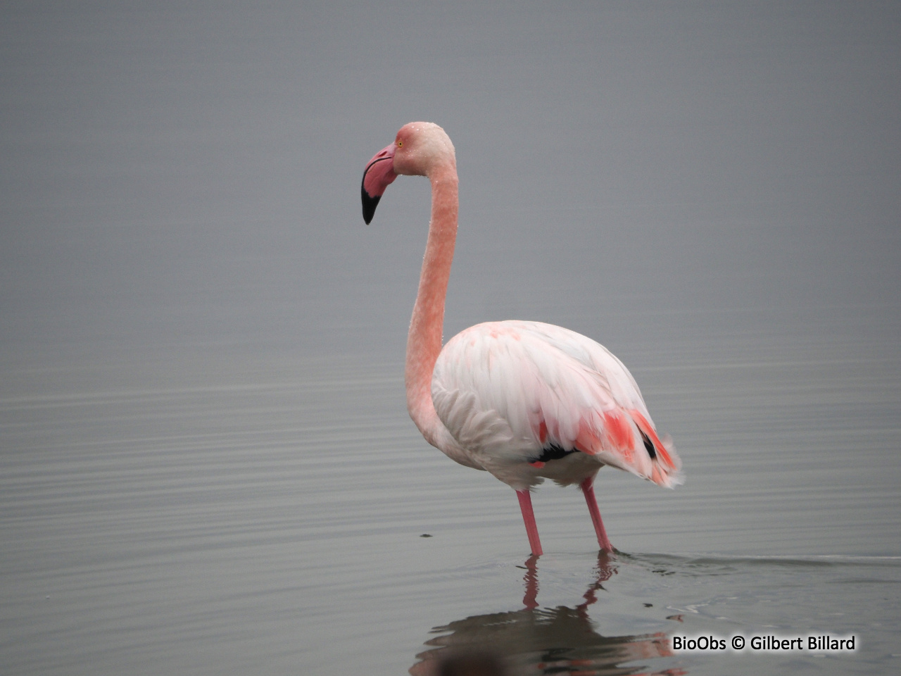 Flamant rose - Phoenicopterus roseus - Gilbert Billard - BioObs