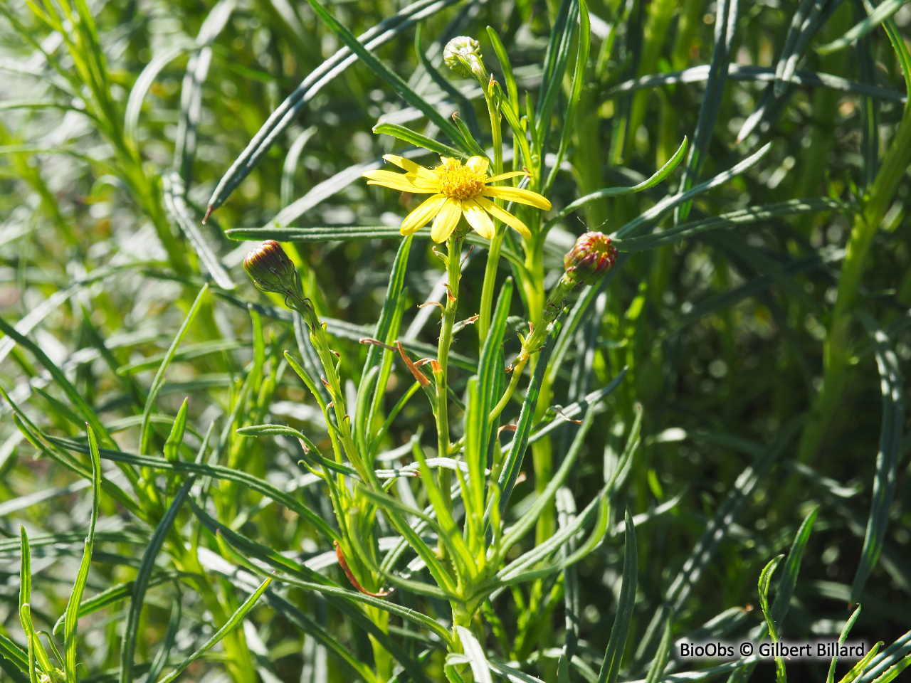 Seneçon du Cap - Senecio inaequidens - Gilbert Billard - BioObs