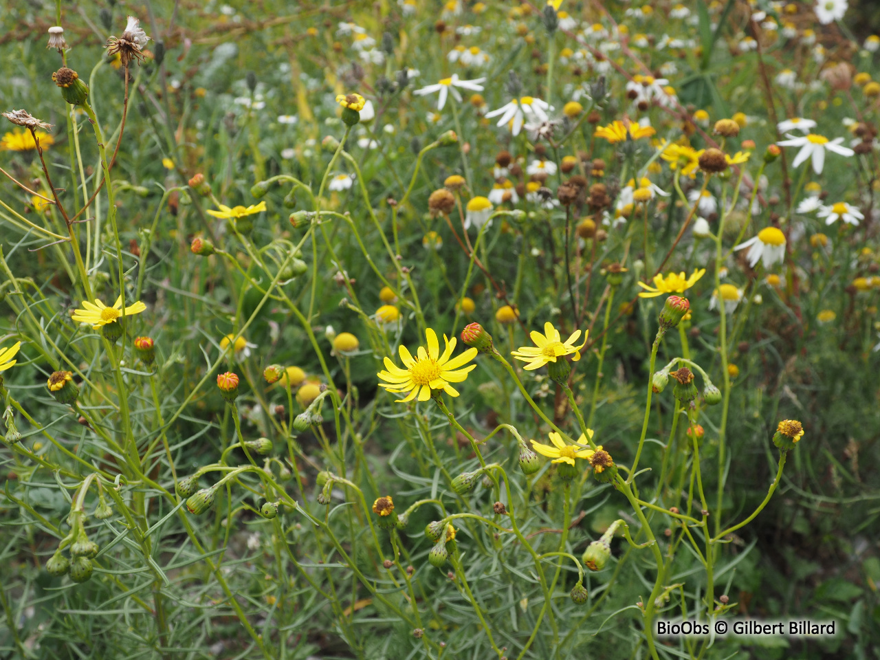 Seneçon du Cap - Senecio inaequidens - Gilbert Billard - BioObs