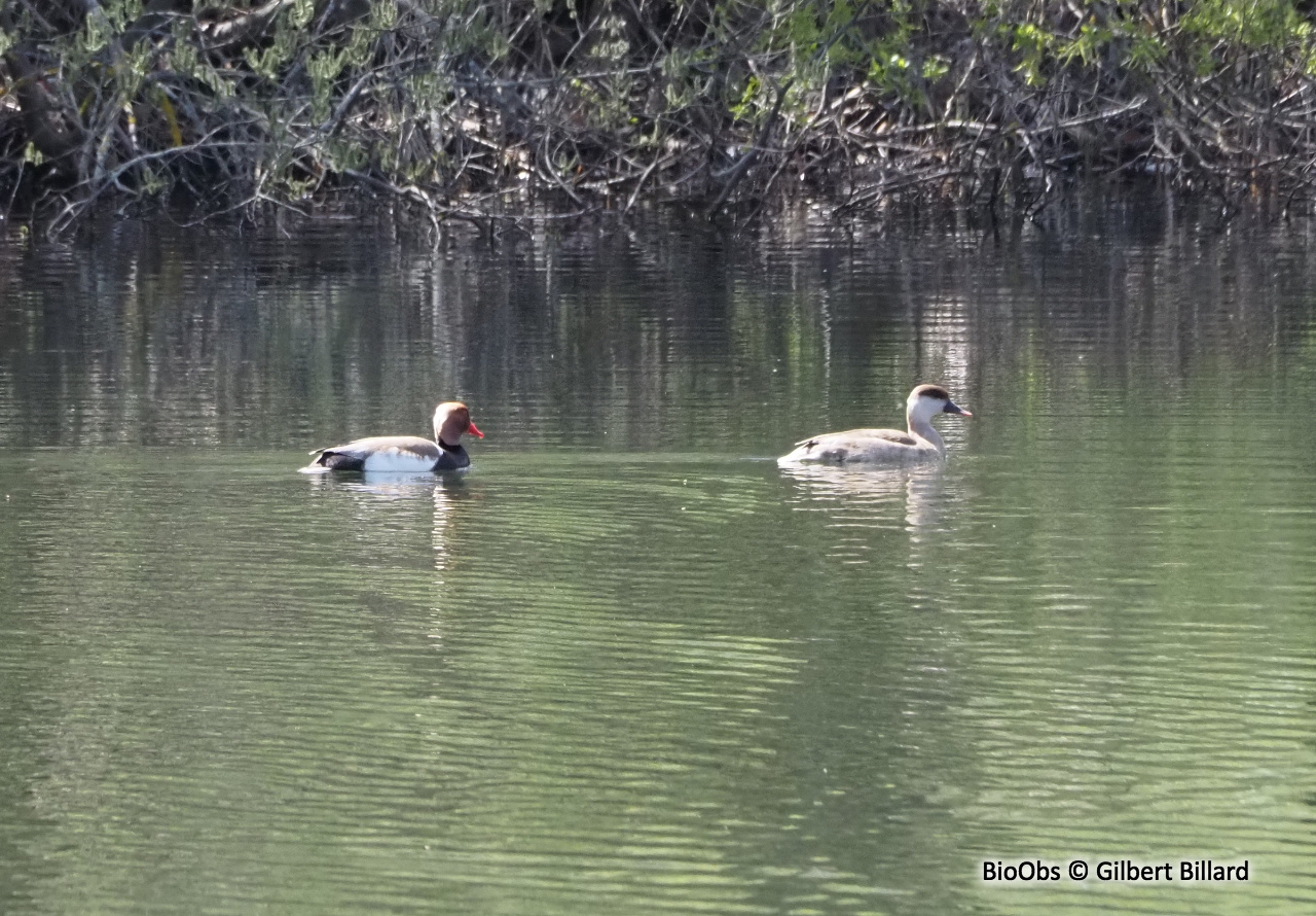 Nette rousse - Netta rufina - Gilbert Billard - BioObs