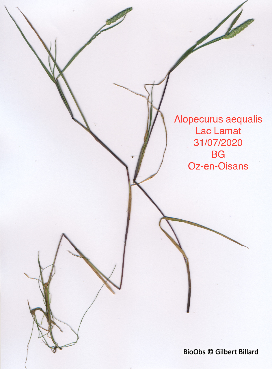 Vulpin roux - Alopecurus aequalis - Gilbert Billard - BioObs