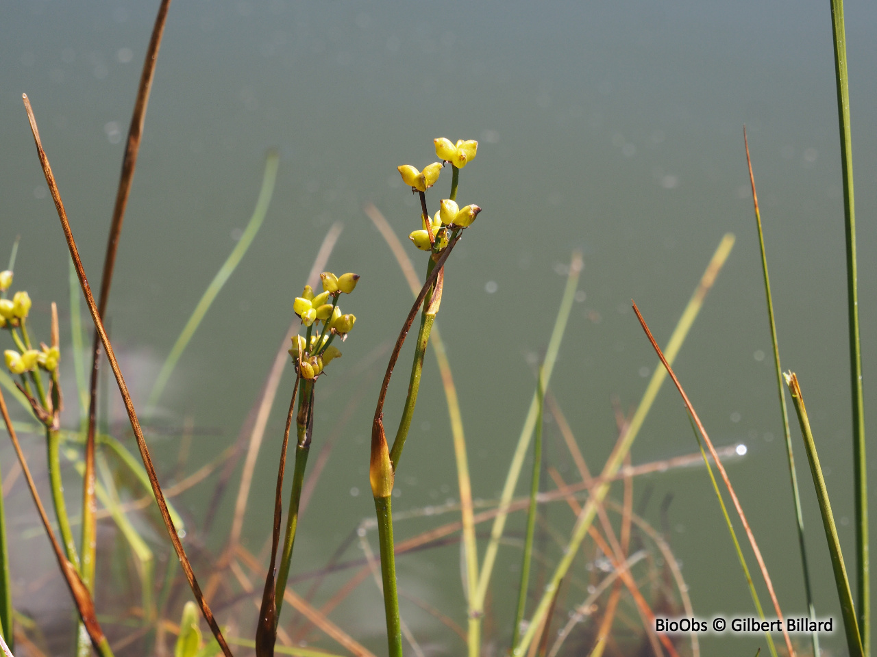 Scheuchzérie des marais - Scheuchzeria palustris - Gilbert Billard - BioObs