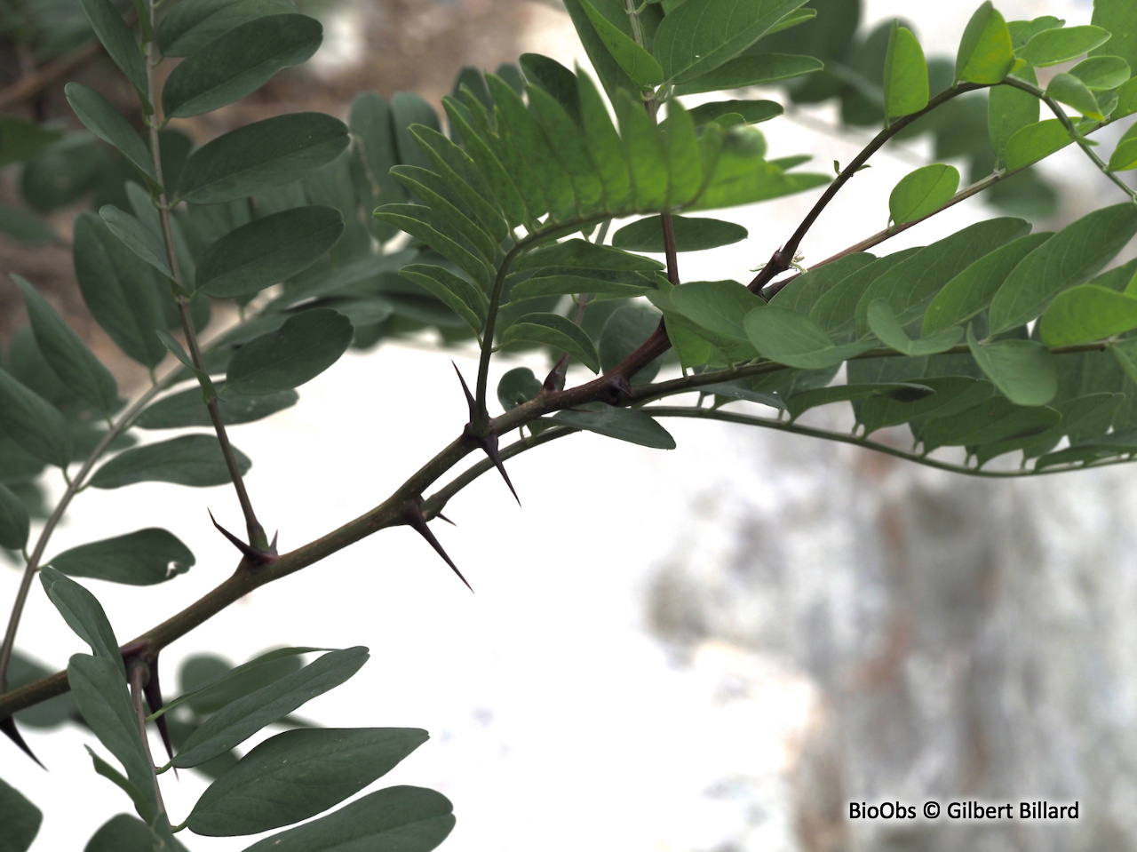 Robinier - Robinia pseudoacacia - Gilbert Billard - BioObs