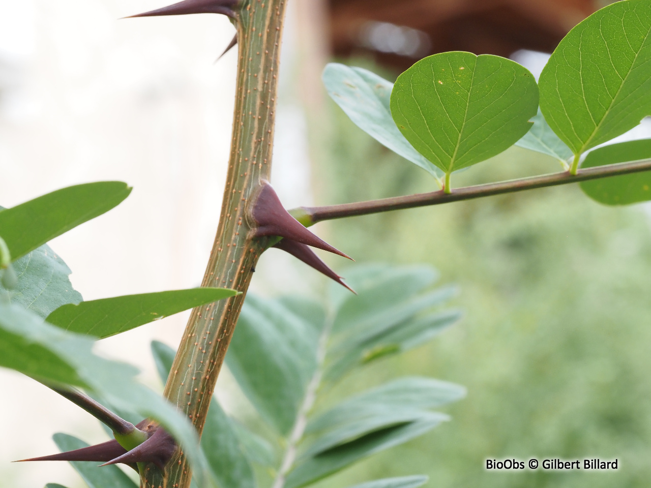 Robinier - Robinia pseudoacacia - Gilbert Billard - BioObs