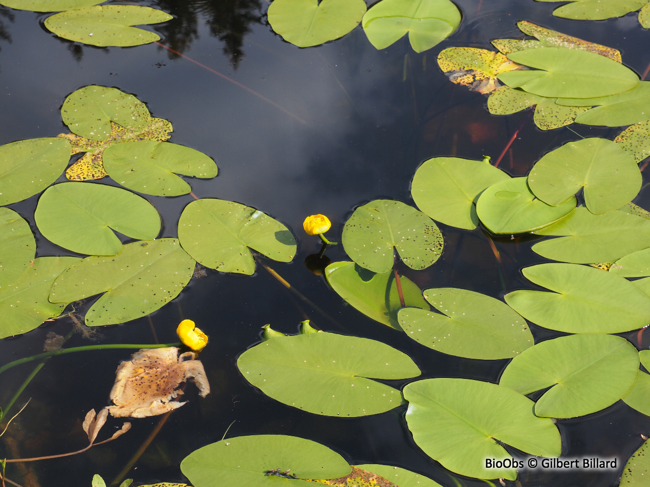 Nénuphar jaune - Nuphar lutea - Gilbert Billard - BioObs
