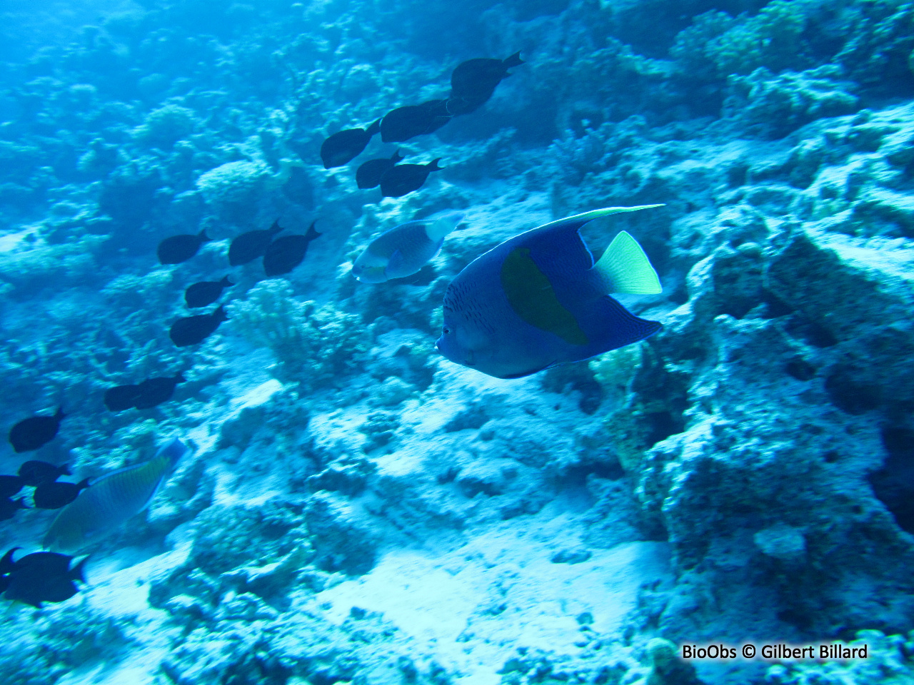 Poisson Ange Géographe - Pomacanthus maculosus - Gilbert Billard - BioObs