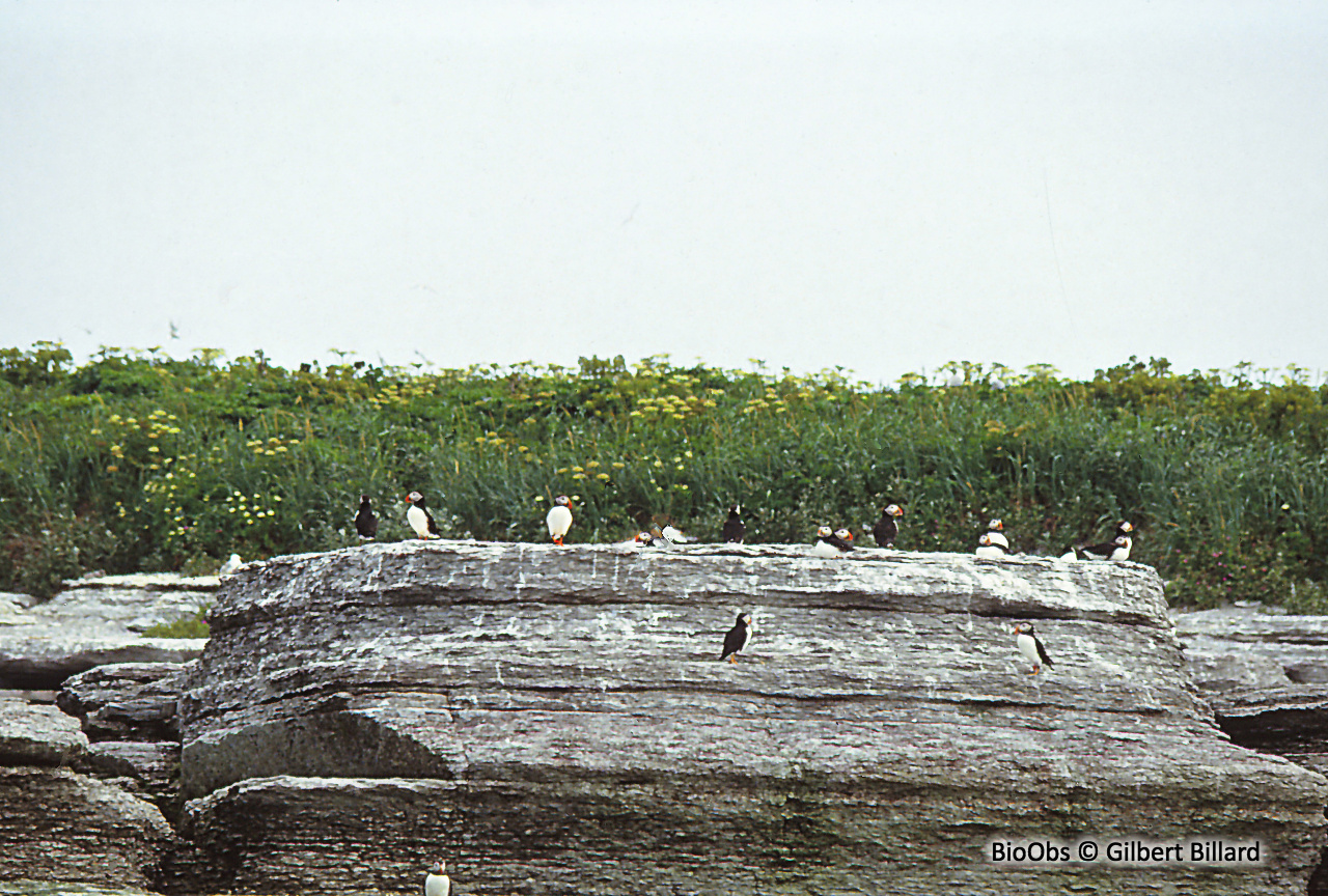 Macareux moine - Fratercula arctica - Gilbert Billard - BioObs