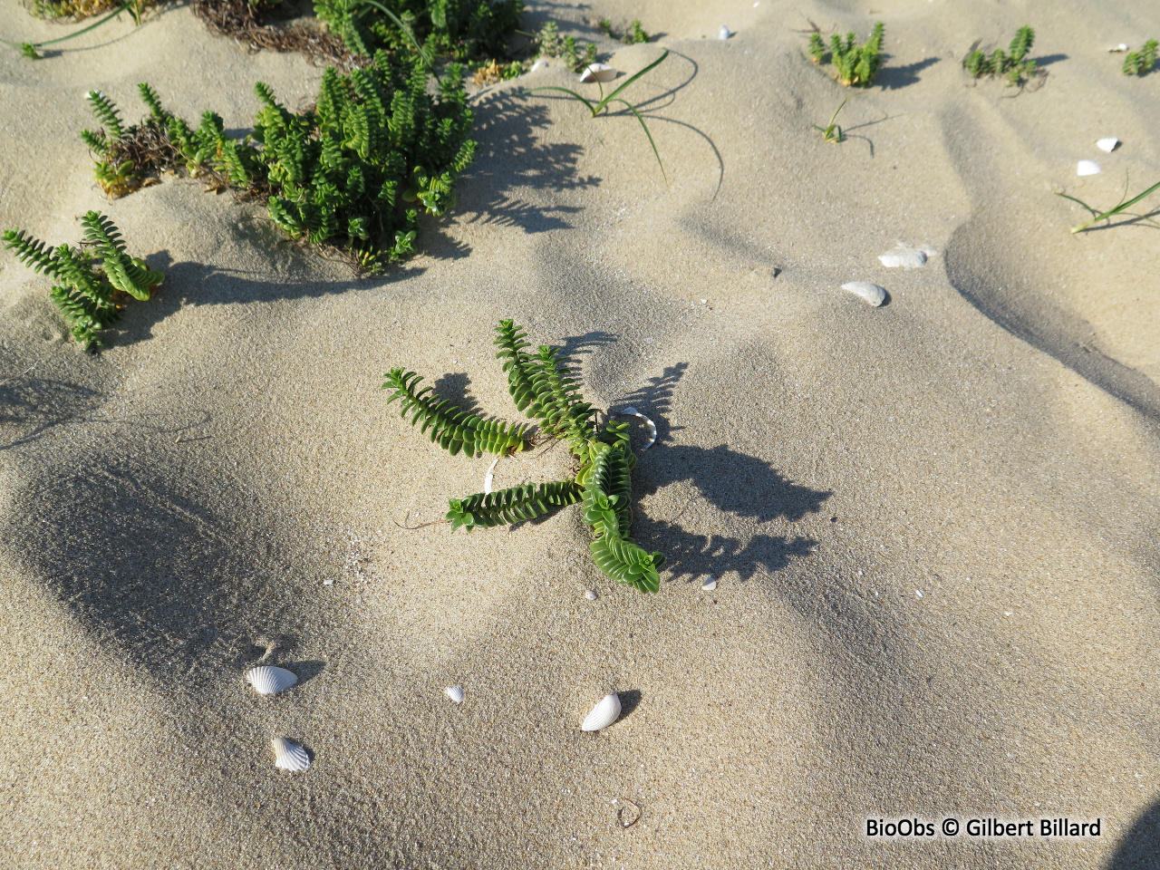 Pourpier des plages - Honckenya peploides - Gilbert Billard - BioObs