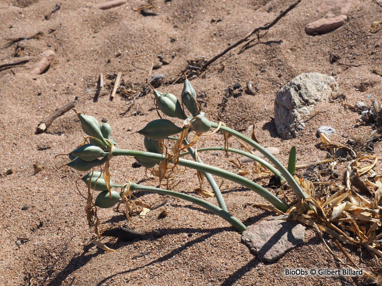 Lis des sables - Pancratium maritimum - Gilbert Billard - BioObs