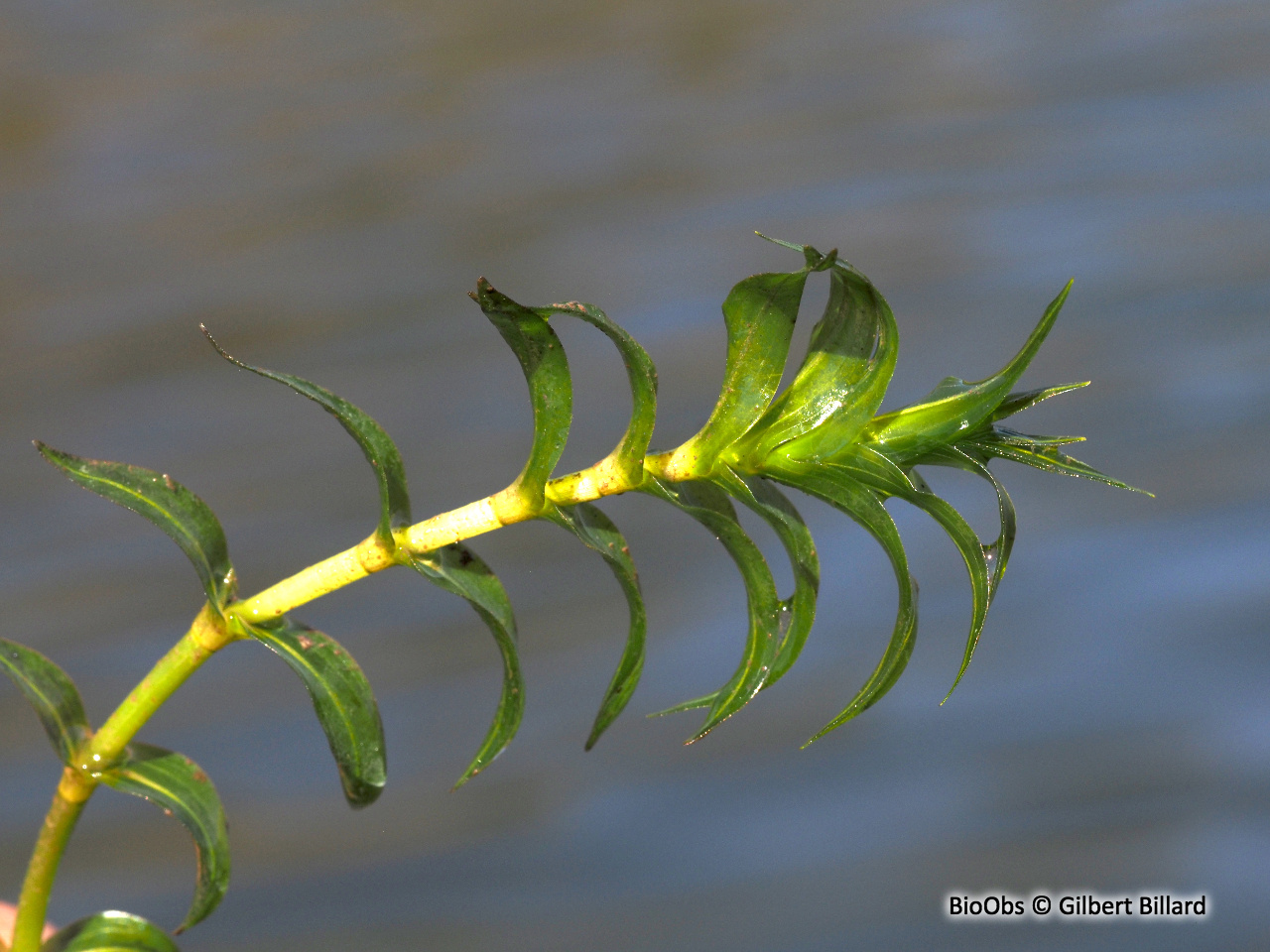 Potamot dense - Groenlandia densa - Gilbert Billard - BioObs