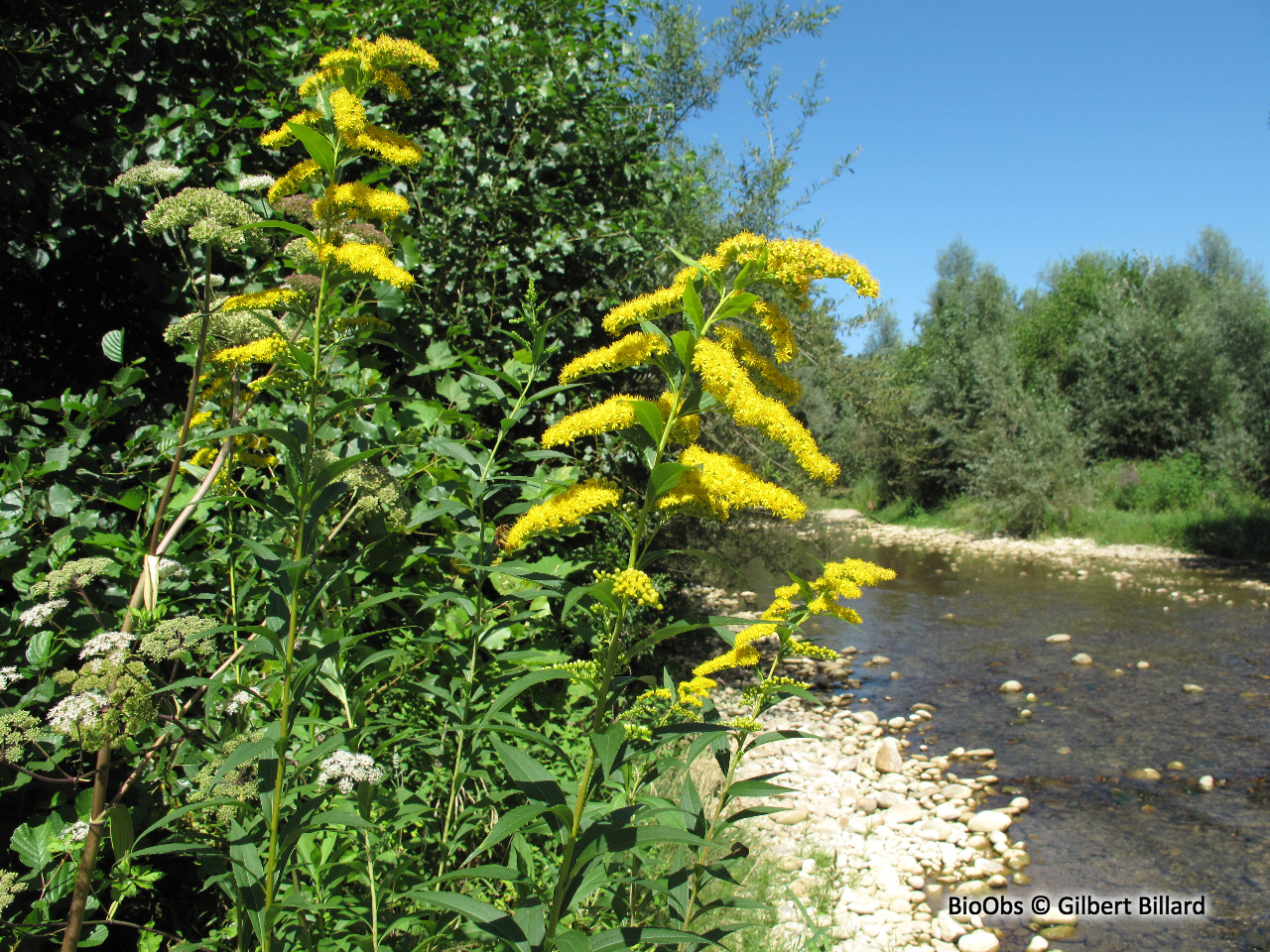 Solidage géant - Solidago gigantea - Gilbert Billard - BioObs