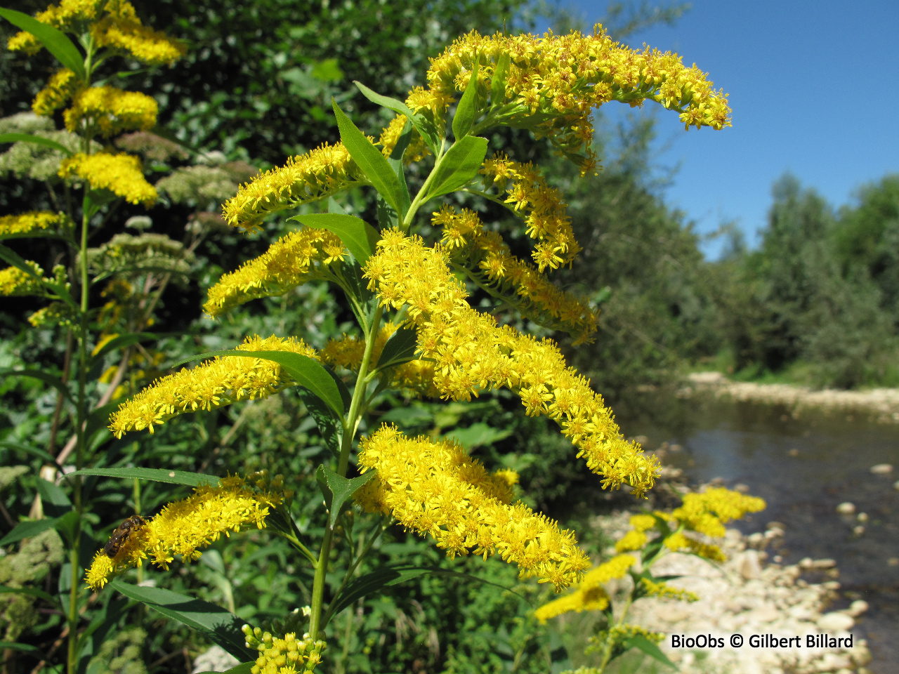 Solidage géant - Solidago gigantea - Gilbert Billard - BioObs