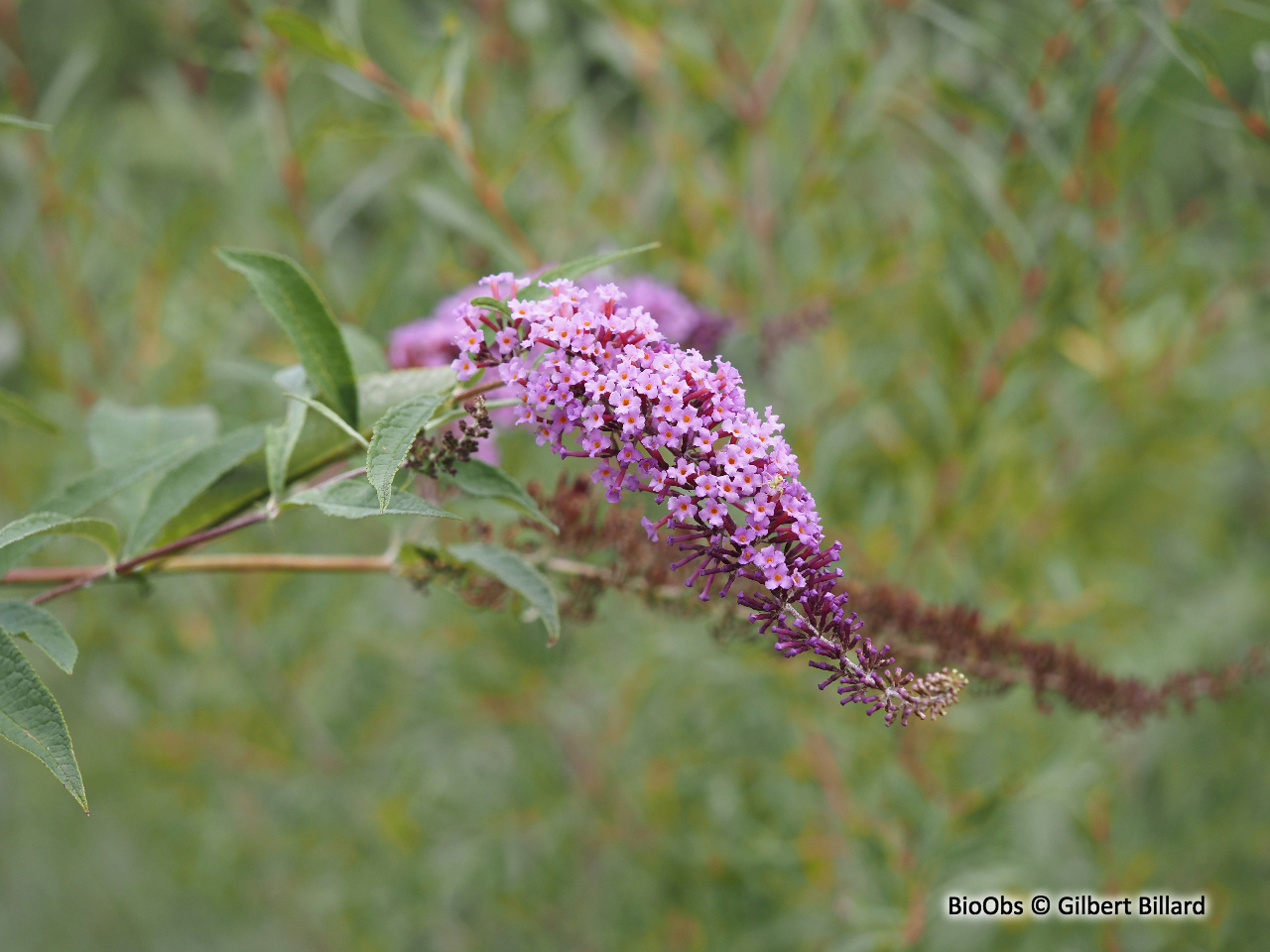 Arbre à papillons - Buddleja davidii - Gilbert Billard - BioObs