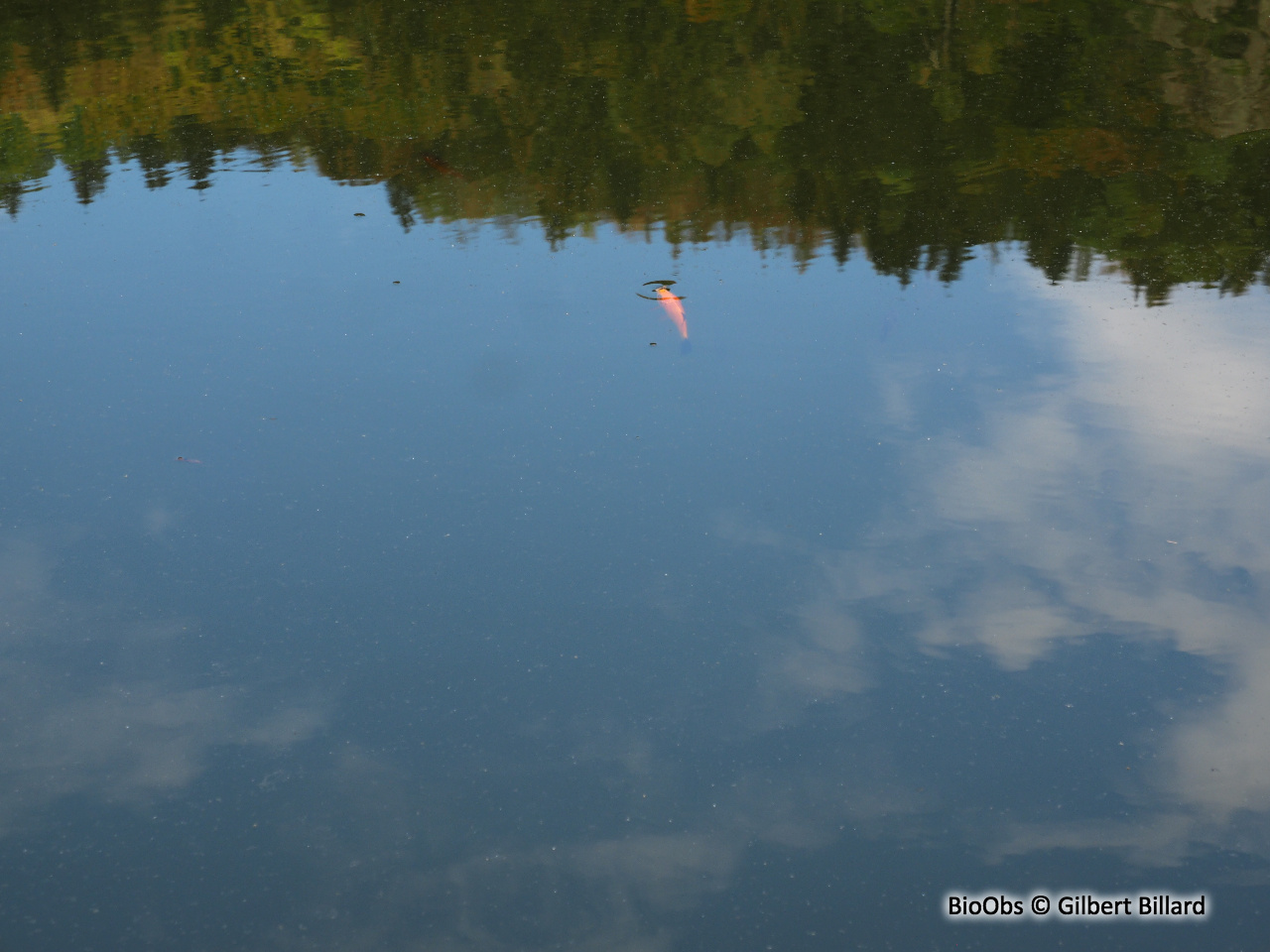 Carassin commun, carassin argenté et carassin doré (genre) - Carassius - Gilbert Billard - BioObs