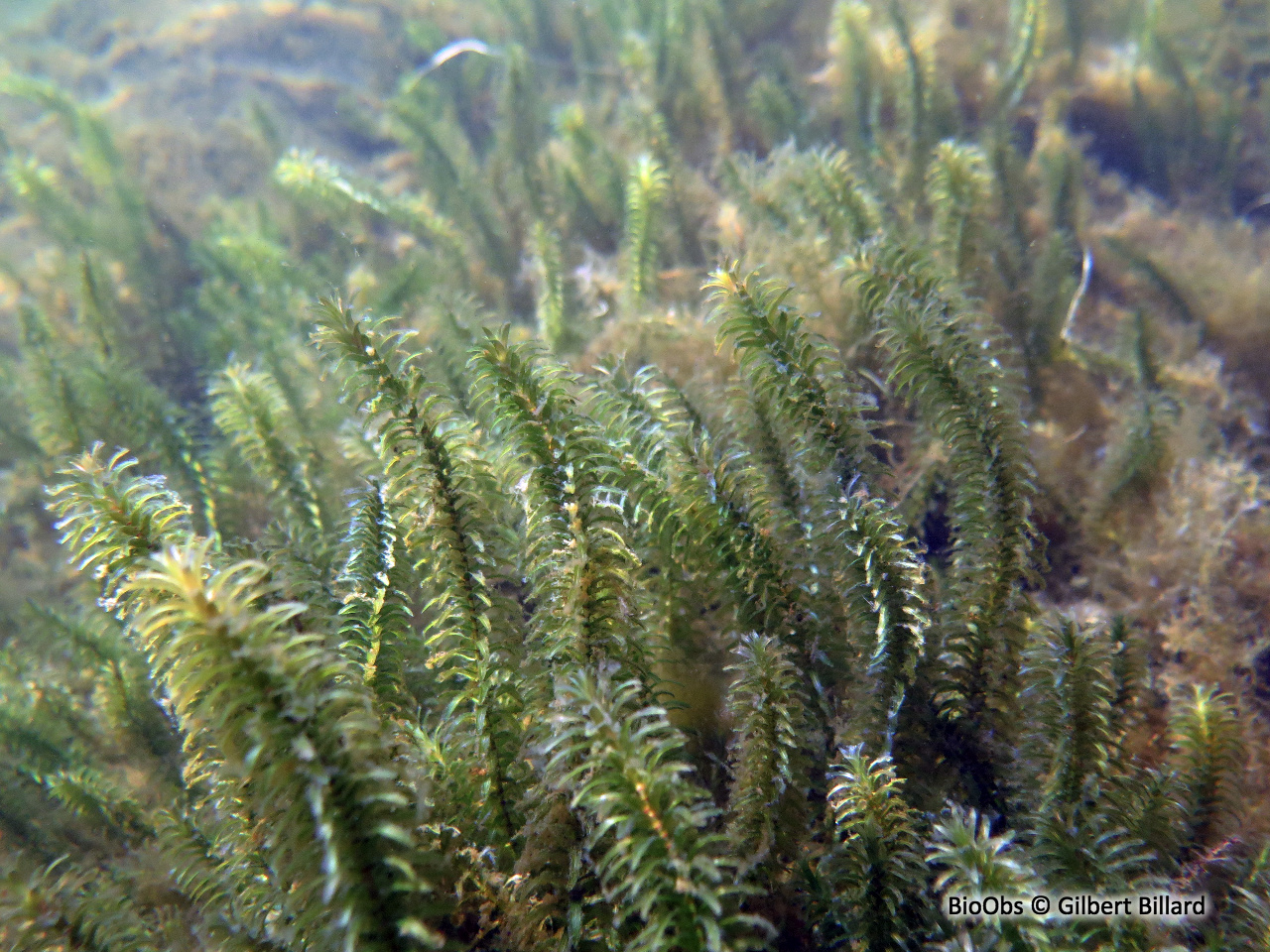 Élodée à feuilles étroites - Elodea nuttallii - Gilbert Billard - BioObs