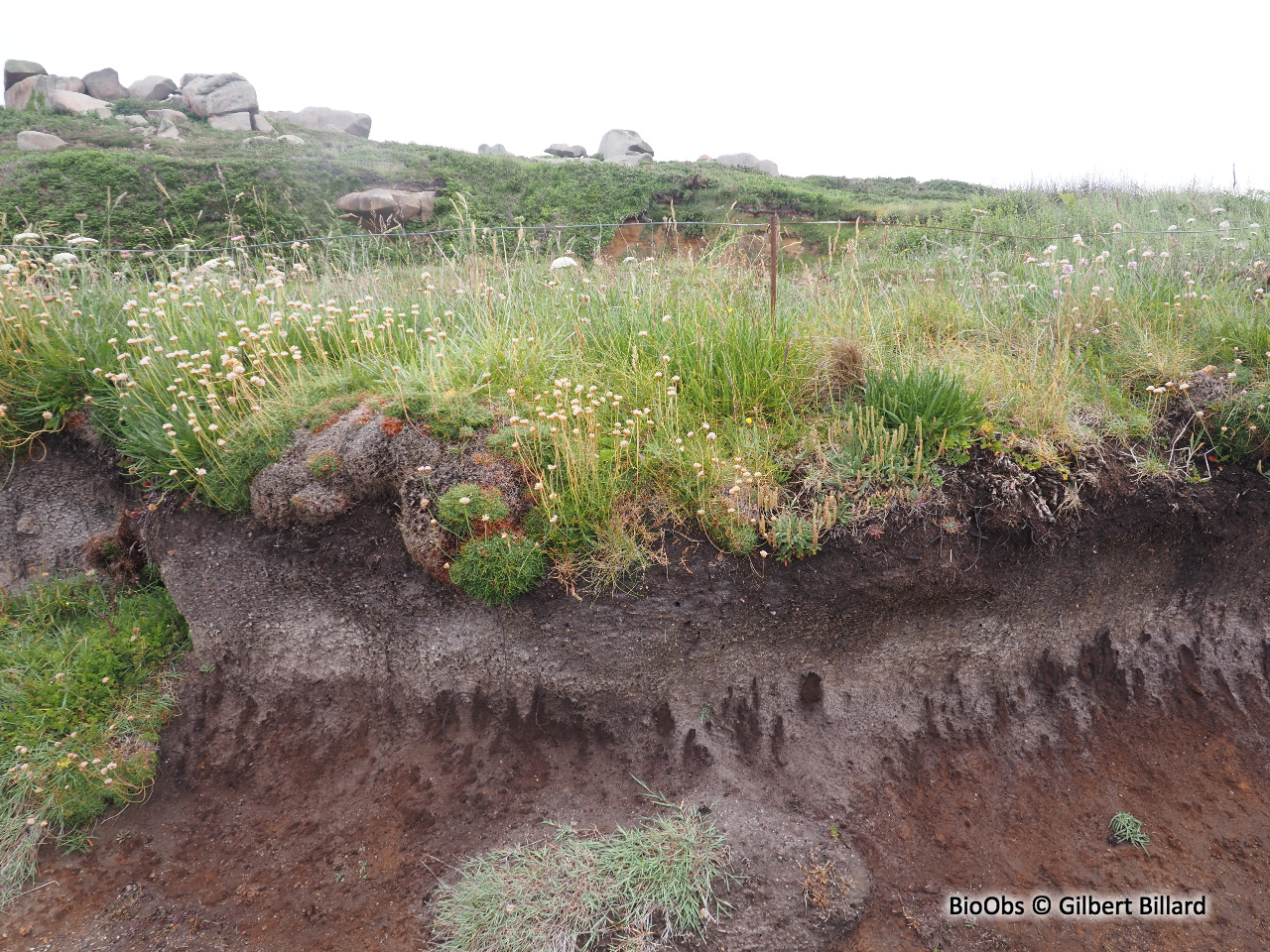 Armérie maritime - Armeria maritima - Gilbert Billard - BioObs