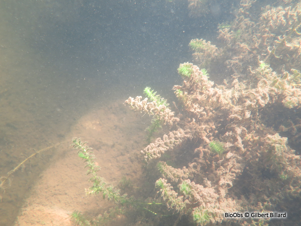 Élodée du Canada - Elodea canadensis - Gilbert Billard - BioObs