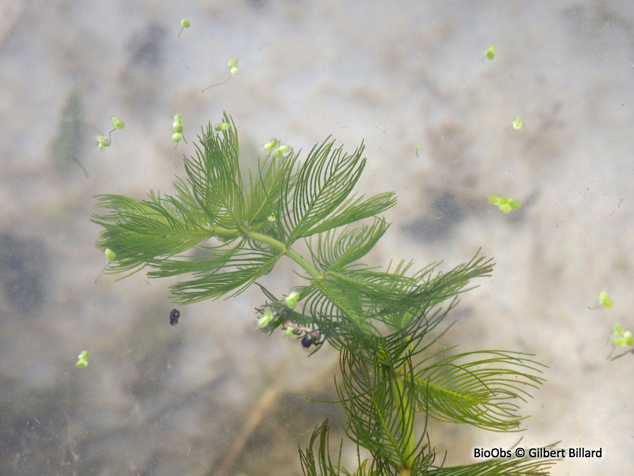 Myriophylle - Myriophyllum sp. - Gilbert Billard - BioObs