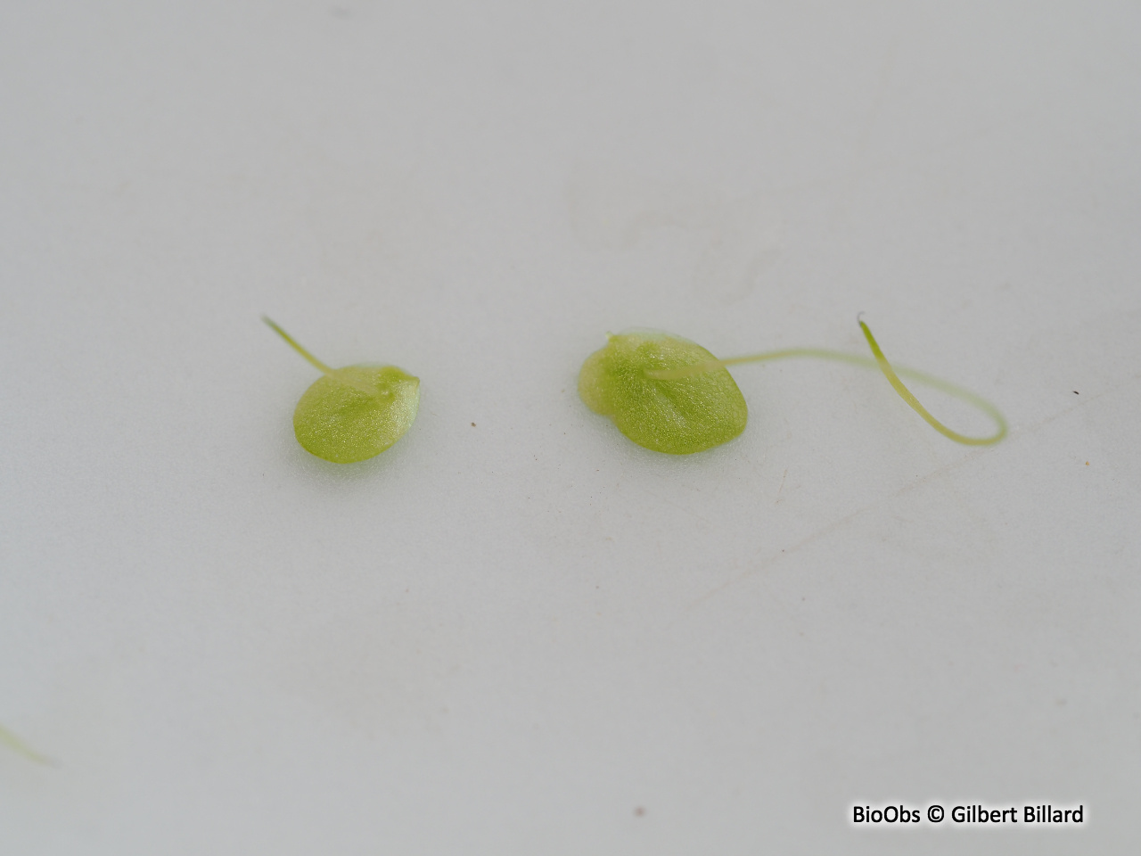 Petite lentille d'eau - Lemna minor - Gilbert Billard - BioObs