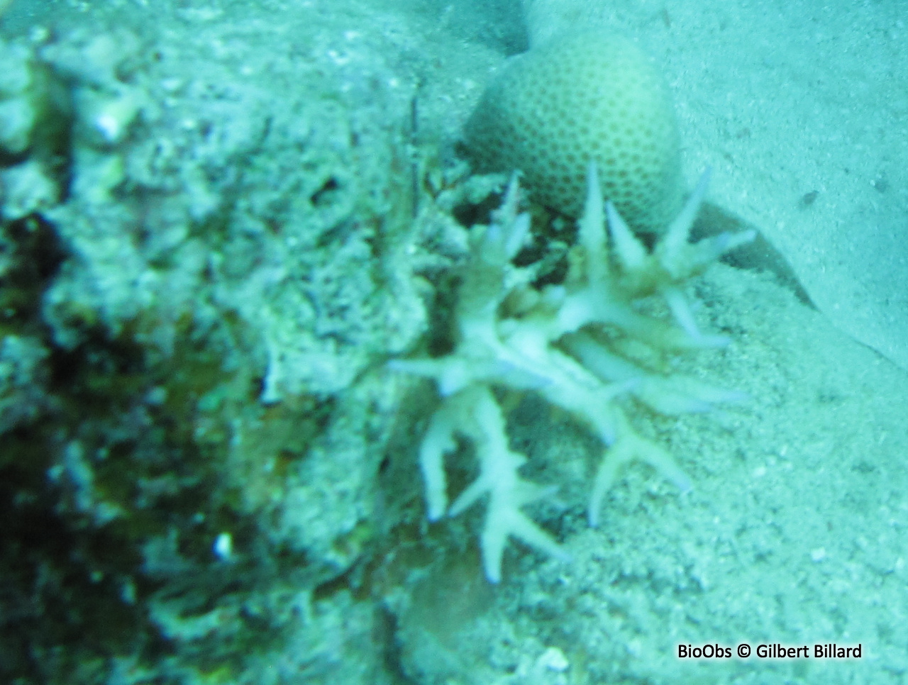 Corail-aiguille - Seriatopora hystrix - Gilbert Billard - BioObs