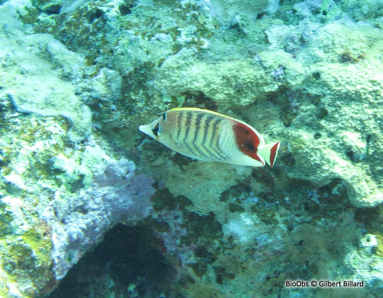 Poisson-papillon orange - Chaetodon paucifasciatus - Gilbert Billard - BioObs