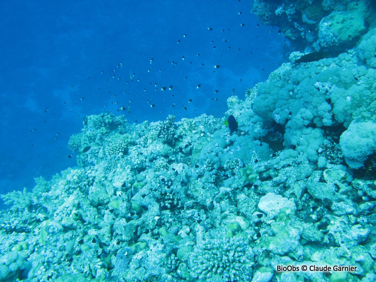 Demoiselle bicolore - Chromis dimidiata - Claude Garnier - BioObs