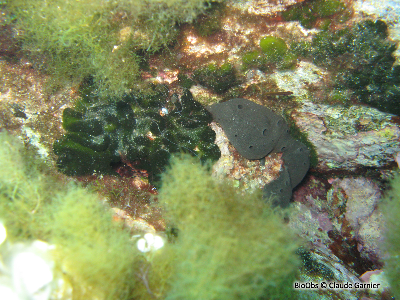 Codium étalé - Codium effusum - Claude Garnier - BioObs