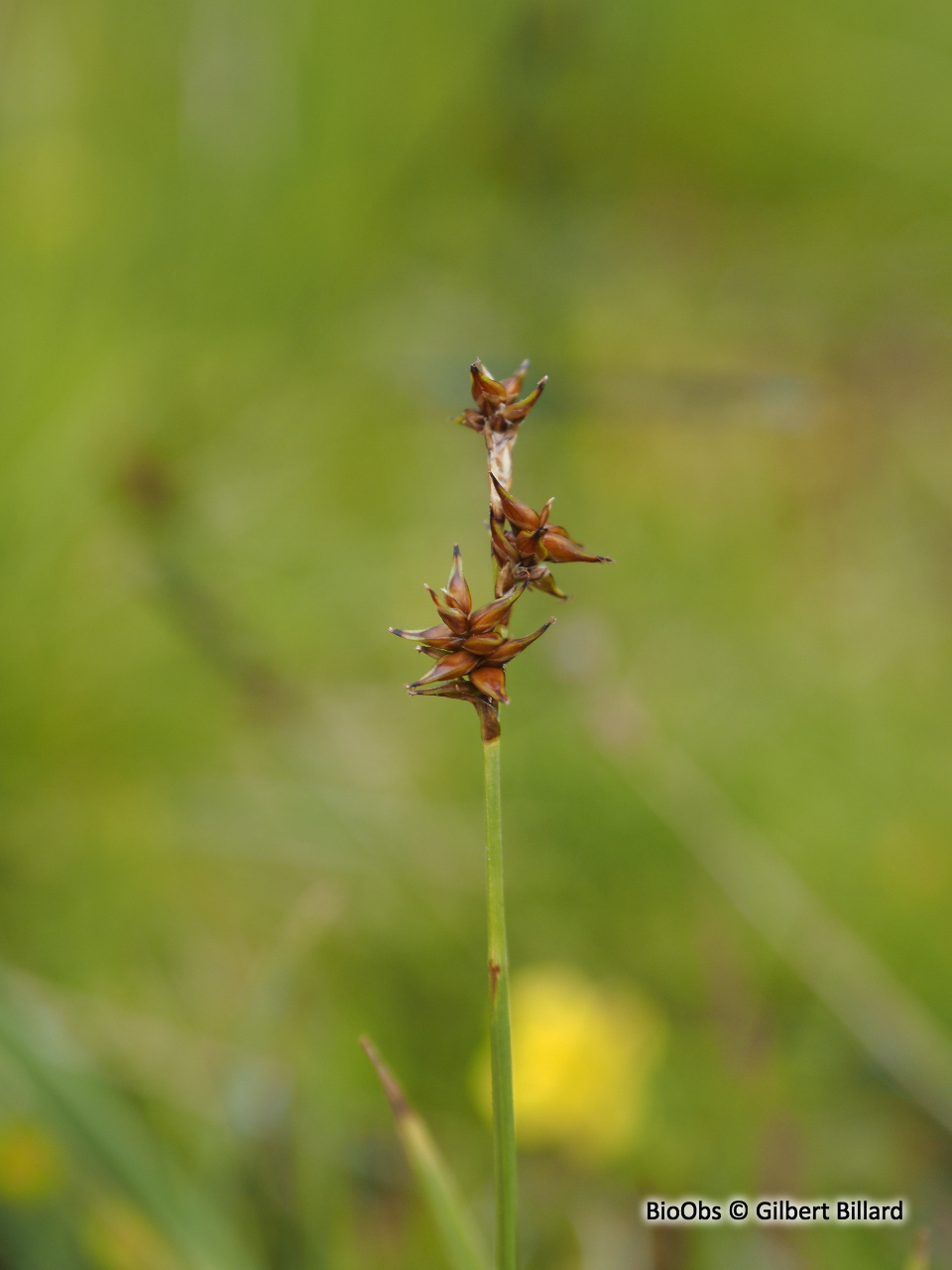 Laîche étoilée - Carex echinata - Gilbert Billard - BioObs