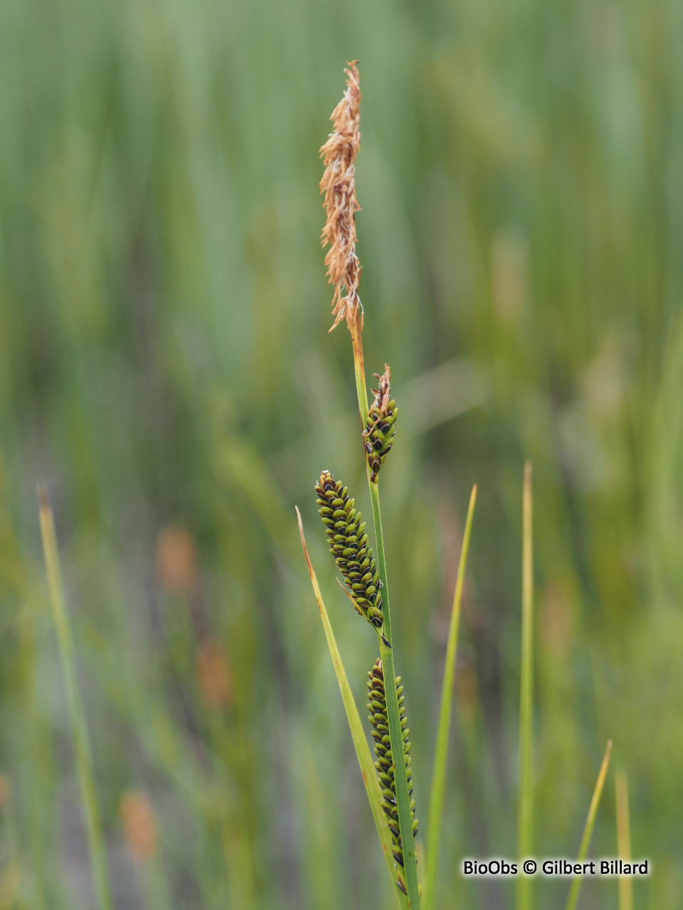 Laîche vulgaire - Carex nigra - Gilbert Billard - BioObs