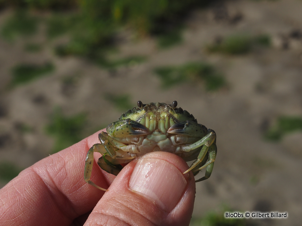 Crabe vert - Carcinus maenas - Gilbert Billard - BioObs