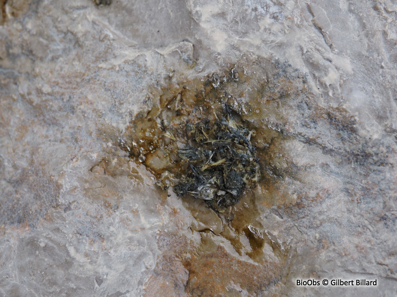 Loutre d'Europe - Lutra lutra - Gilbert Billard - BioObs