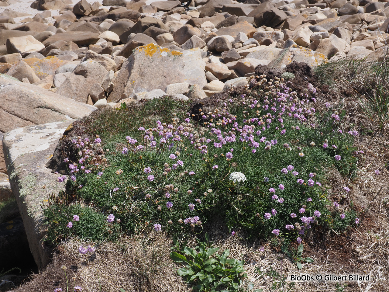 Armerie maritime - Armeria maritima - Gilbert Billard - BioObs