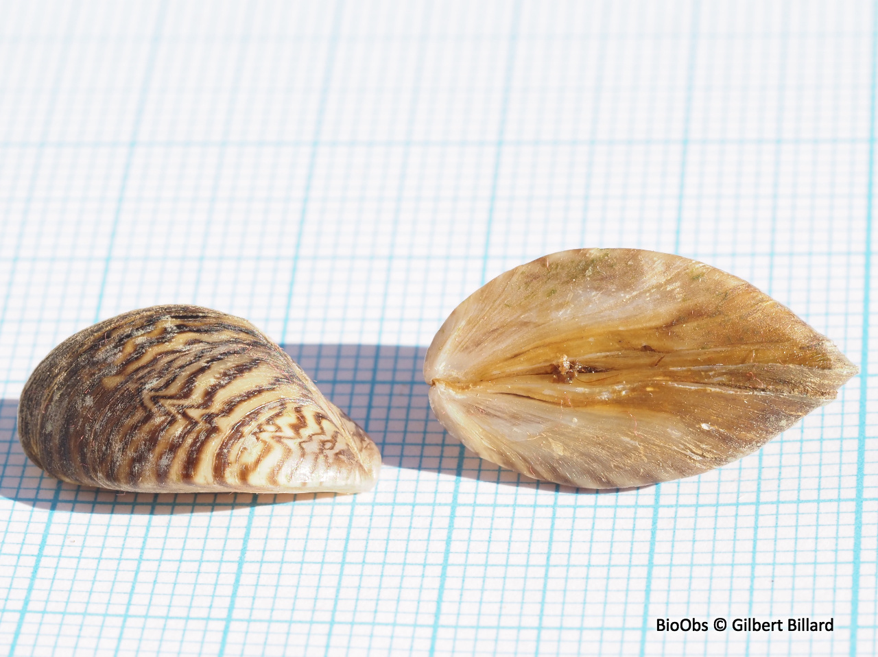 Moule zébrée - Dreissena polymorpha - Gilbert Billard - BioObs