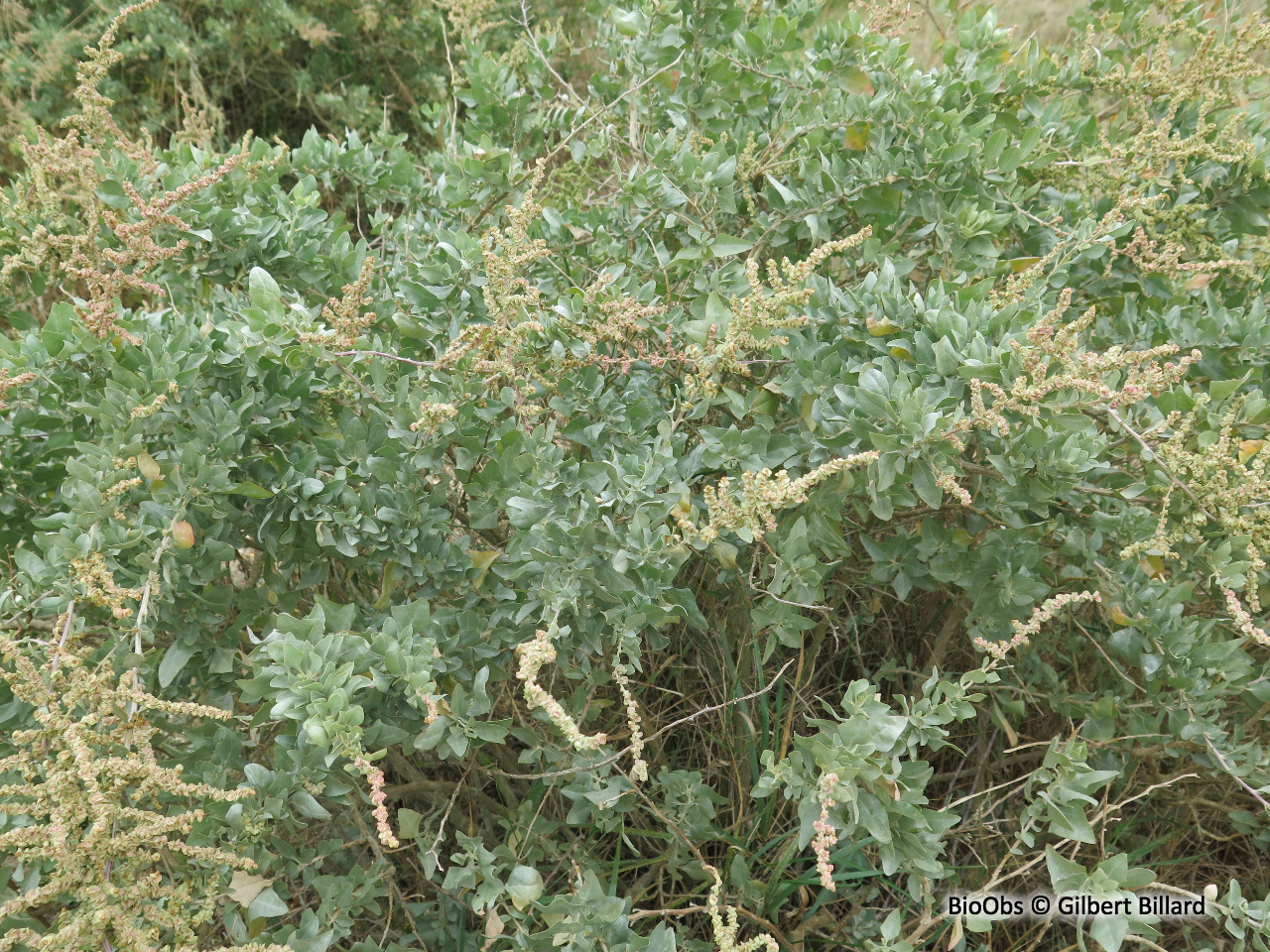 Arroche halime - Atriplex halimus - Gilbert Billard - BioObs