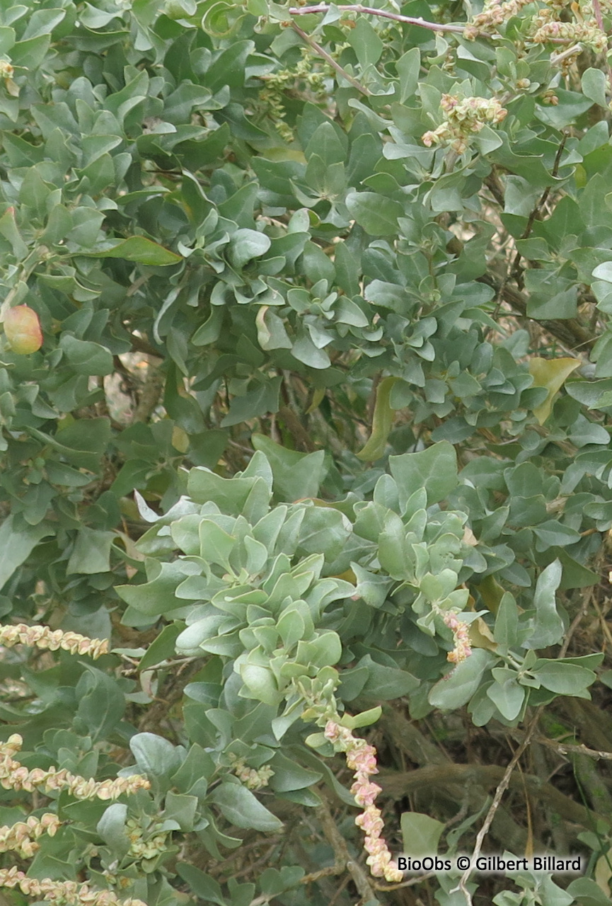 Arroche halime - Atriplex halimus - Gilbert Billard - BioObs