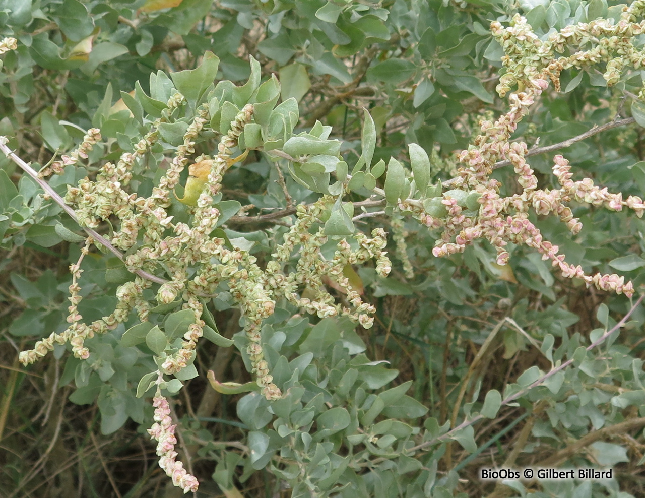 Arroche halime - Atriplex halimus - Gilbert Billard - BioObs