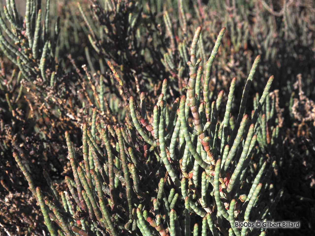 Salicorne en buisson - Salicornia fruticosa - Gilbert Billard - BioObs