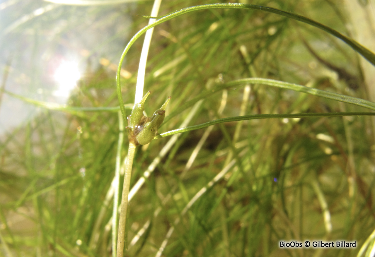 Zannichellie des marais - Zannichellia palustris - Gilbert Billard - BioObs