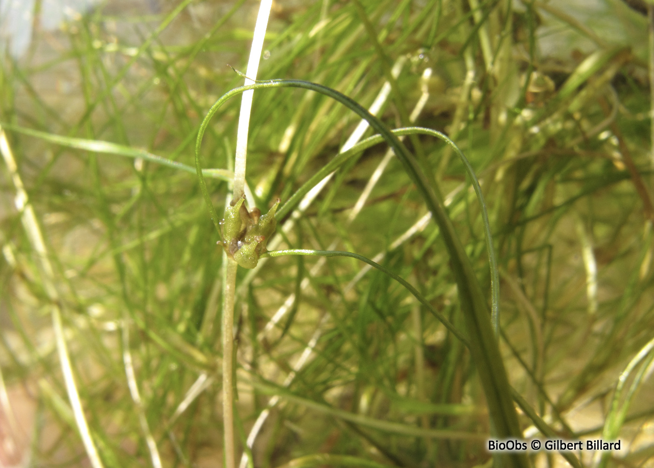 Zannichellie des marais - Zannichellia palustris - Gilbert Billard - BioObs
